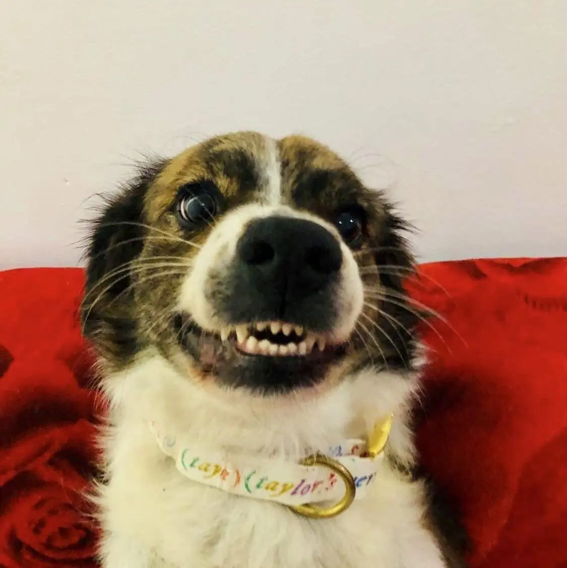 Carlos Gomez Profile